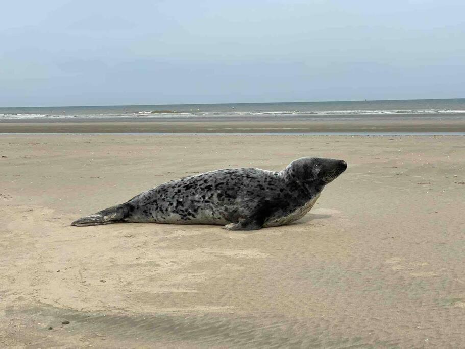 Face A La Mer, Appartement Rdc Bray Dunes Zewnętrze zdjęcie